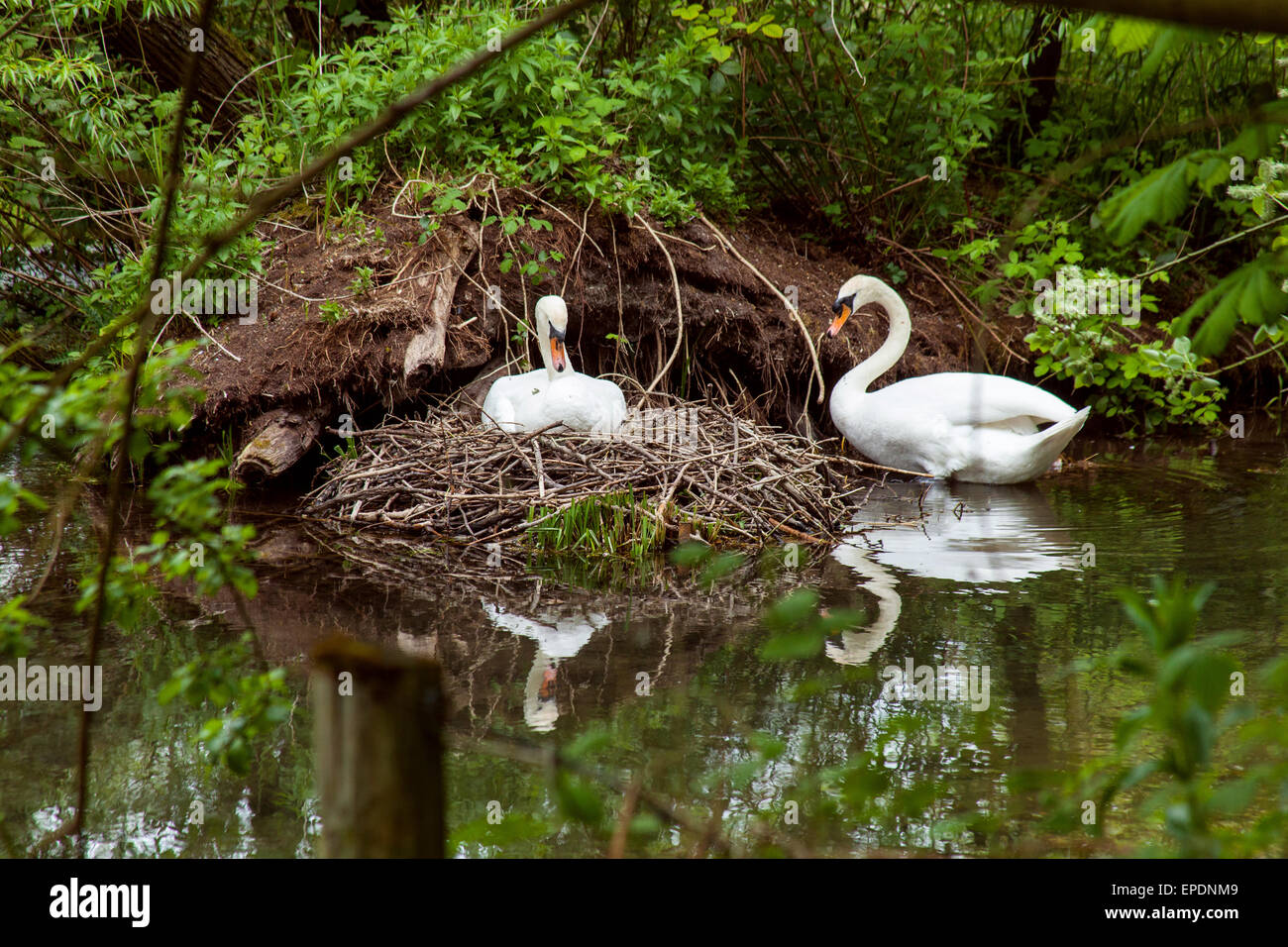 Swan costruire un nido sul fiume Alre, Alresford, Hampshire Inghilterra Foto Stock