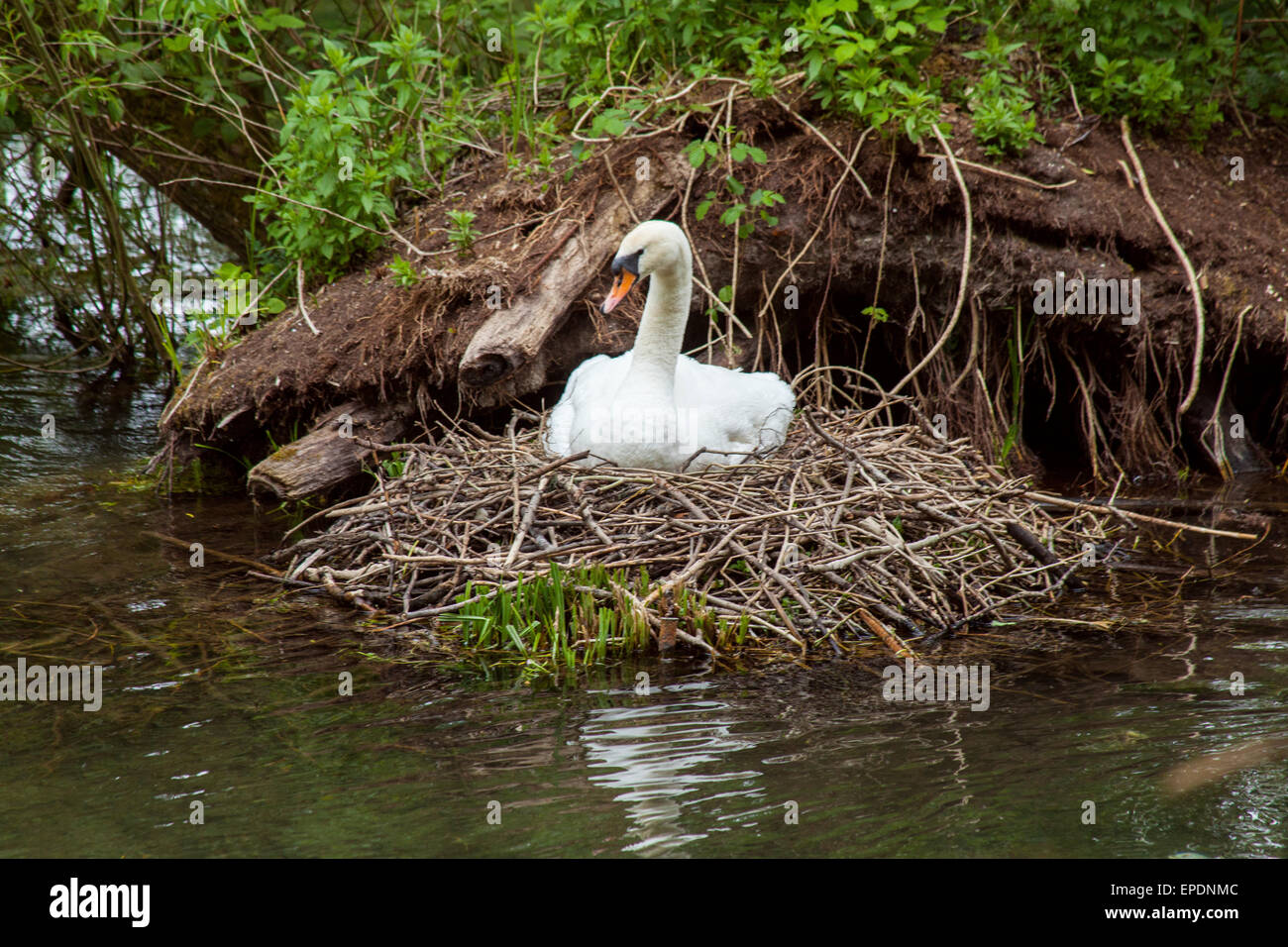 Swan costruire un nido sul fiume Alre, Alresford, Hampshire Inghilterra Foto Stock