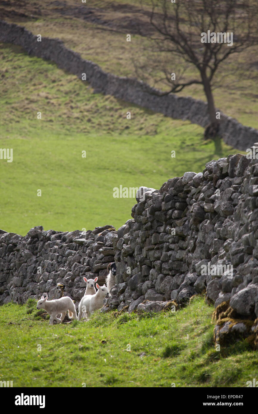 Dales modo, Yorkshire, Inghilterra. Molla di pittoresca vista di pecore e agnelli pascolano sulla Dales Modo lunga distanza sentiero. Foto Stock