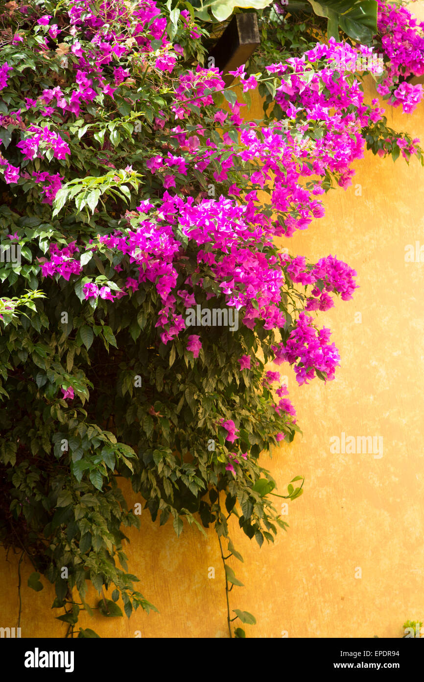 Bouganvilla, tequila Cuervo La Rojeña, tour, Jalisco, Messico Foto Stock