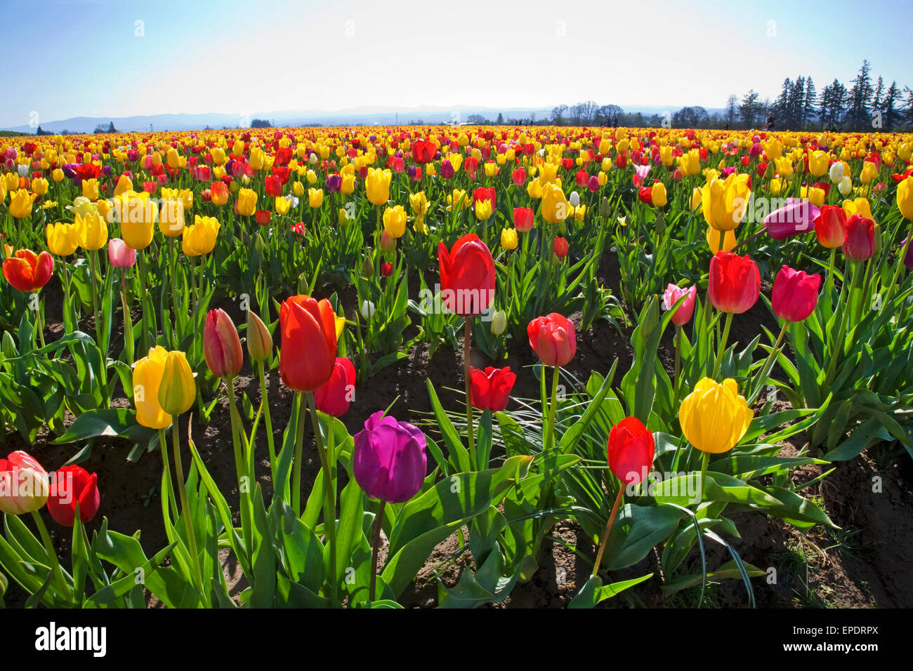 I visitatori potranno gustarsi la molla Tulip Festival presso il pattino in legno Tulip Farm in Woodburn, Oregon in marzo. Foto Stock