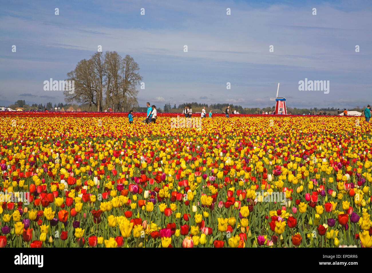 I visitatori potranno gustarsi la molla Tulip Festival presso il pattino in legno Tulip Farm in Woodburn, Oregon in marzo. Foto Stock