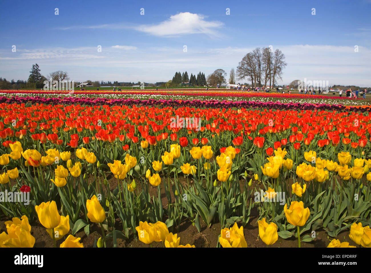 I visitatori potranno gustarsi la molla Tulip Festival presso il pattino in legno Tulip Farm in Woodburn, Oregon in marzo. Foto Stock