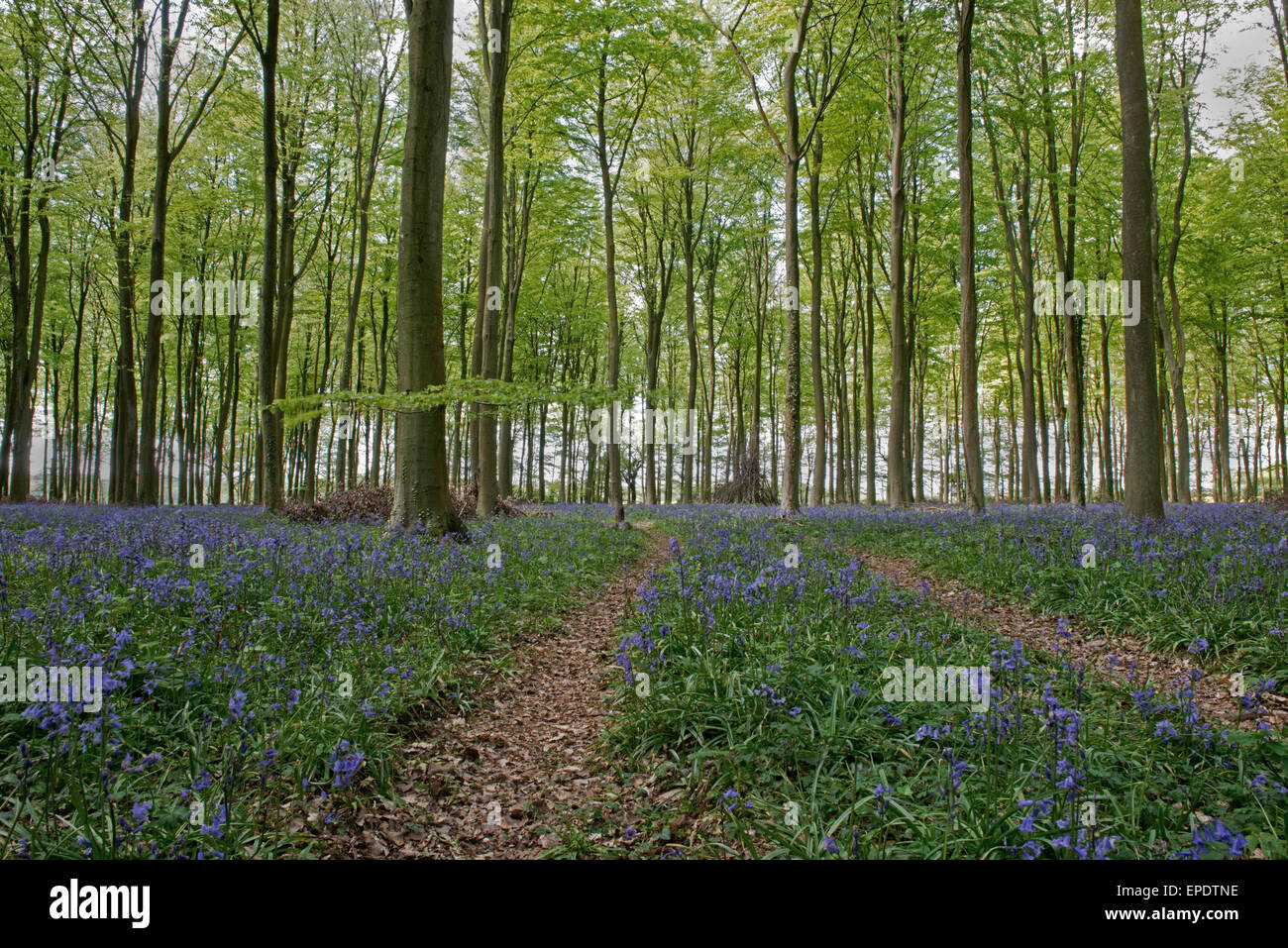 Bluebells-Hyacinthoides non scripta tra legno di faggio - Fagus sylvatica, Sussex England, Regno Unito, GB Foto Stock