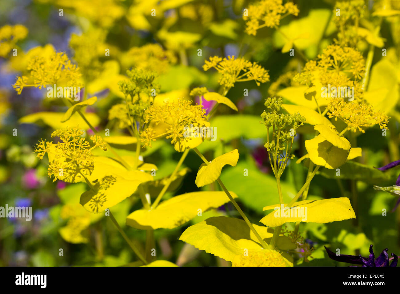 Il giallo delle brattee e le teste dei fiori del self-semina, a fioritura primaverile biennale, Smyrnium perfoliatum Foto Stock