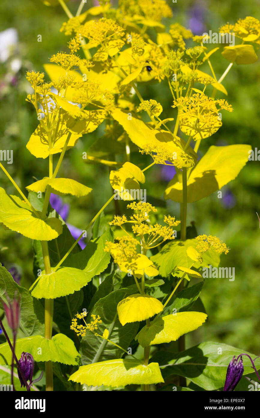 Il giallo delle brattee e le teste dei fiori del self-semina, a fioritura primaverile biennale, Smyrnium perfoliatum Foto Stock