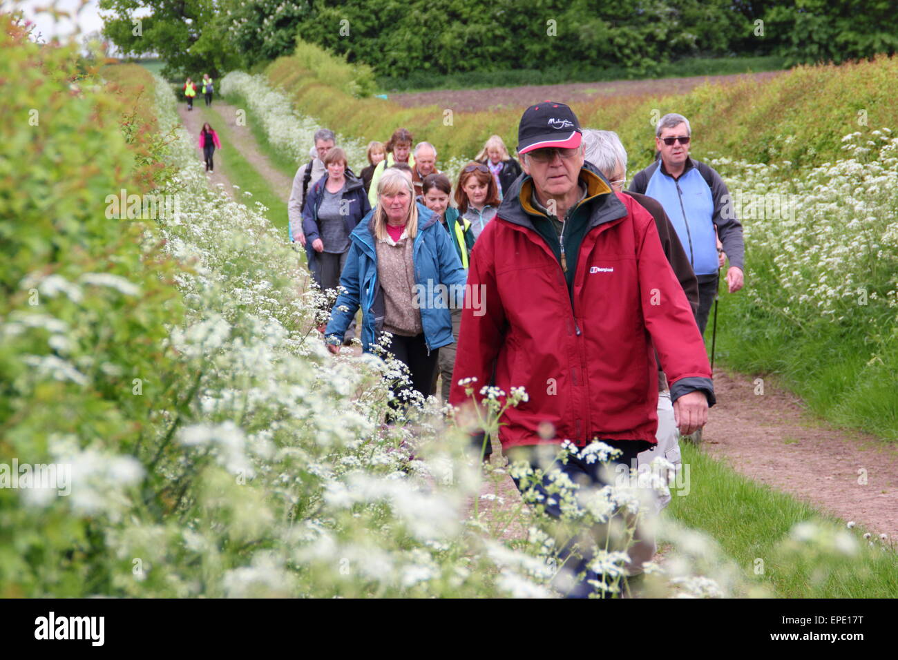 Un gruppo di escursionisti partecipare ad una passeggiata guidata attraverso il Derbyshire campagna come parte di Chesterfield Walking Festival UK potrebbe Foto Stock