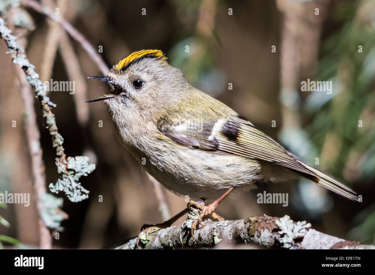 Un canto goldcrest (Regulus regulus) Foto Stock