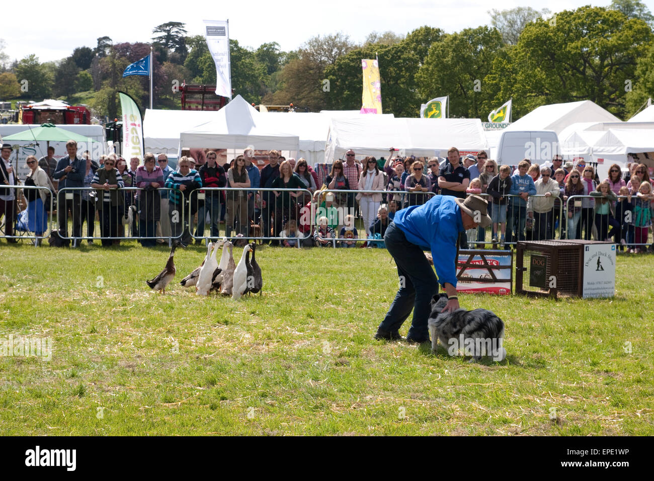 Un cane da lavoro con un gruppo di anatre da corsa indiane presentato da Stuart Barnes all'Hadleigh Show nel 2015 Foto Stock