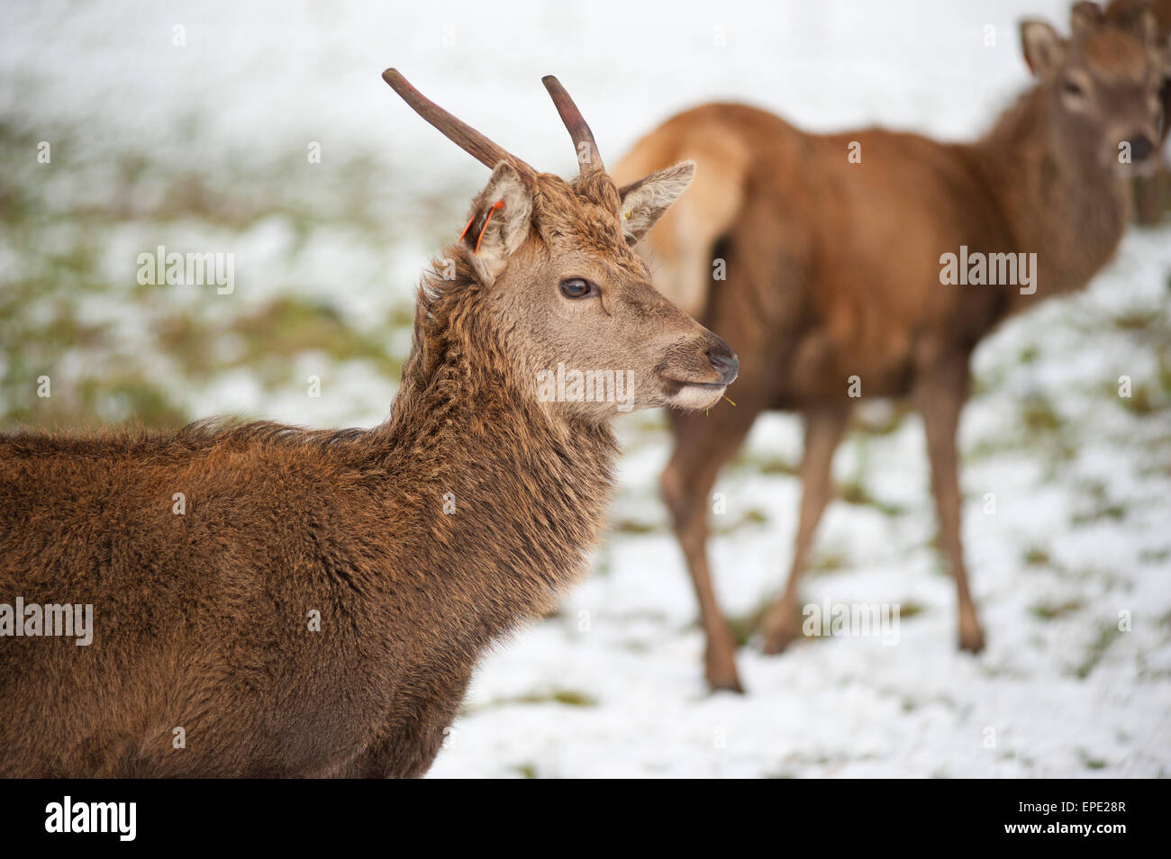 Giovane cervo con corna di cervo nella neve Foto Stock
