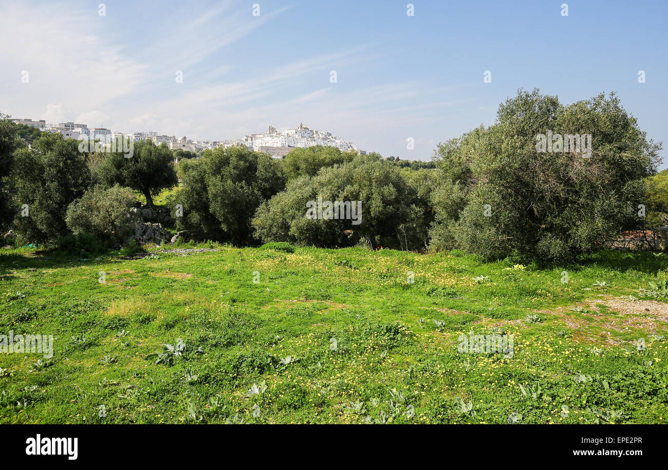 Vista su un giardino di olivi e il centro medievale della città vecchia di Ostuni in Puglia, Sud Italia.Il centro di Ostuni è noto come il bianco per Foto Stock