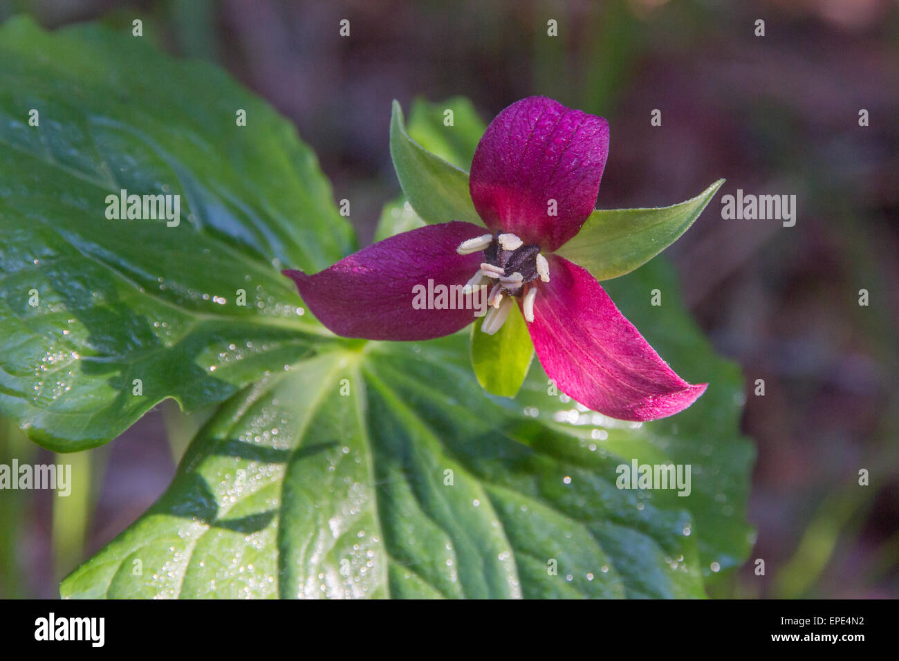 Un Rosso trillium fiore nel Tennessee. Foto Stock