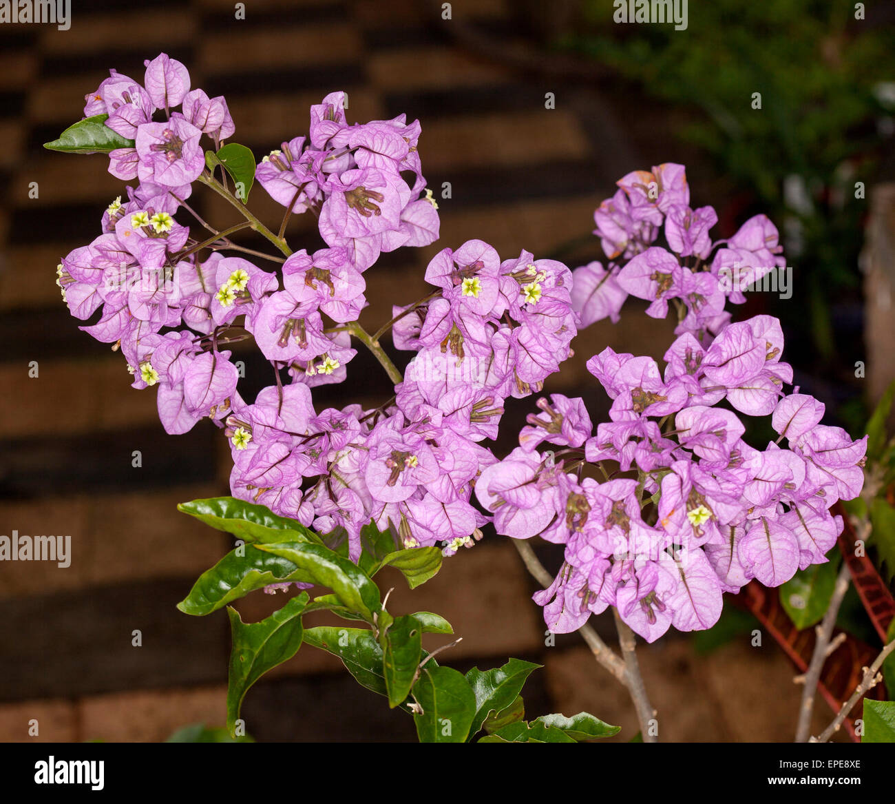 Cluster di grandi dimensioni di bella / malva brattee rosa e bianco di minuscoli fiori profumati di nuovo spinate cultivar di bougainvillea Araroma Foto Stock