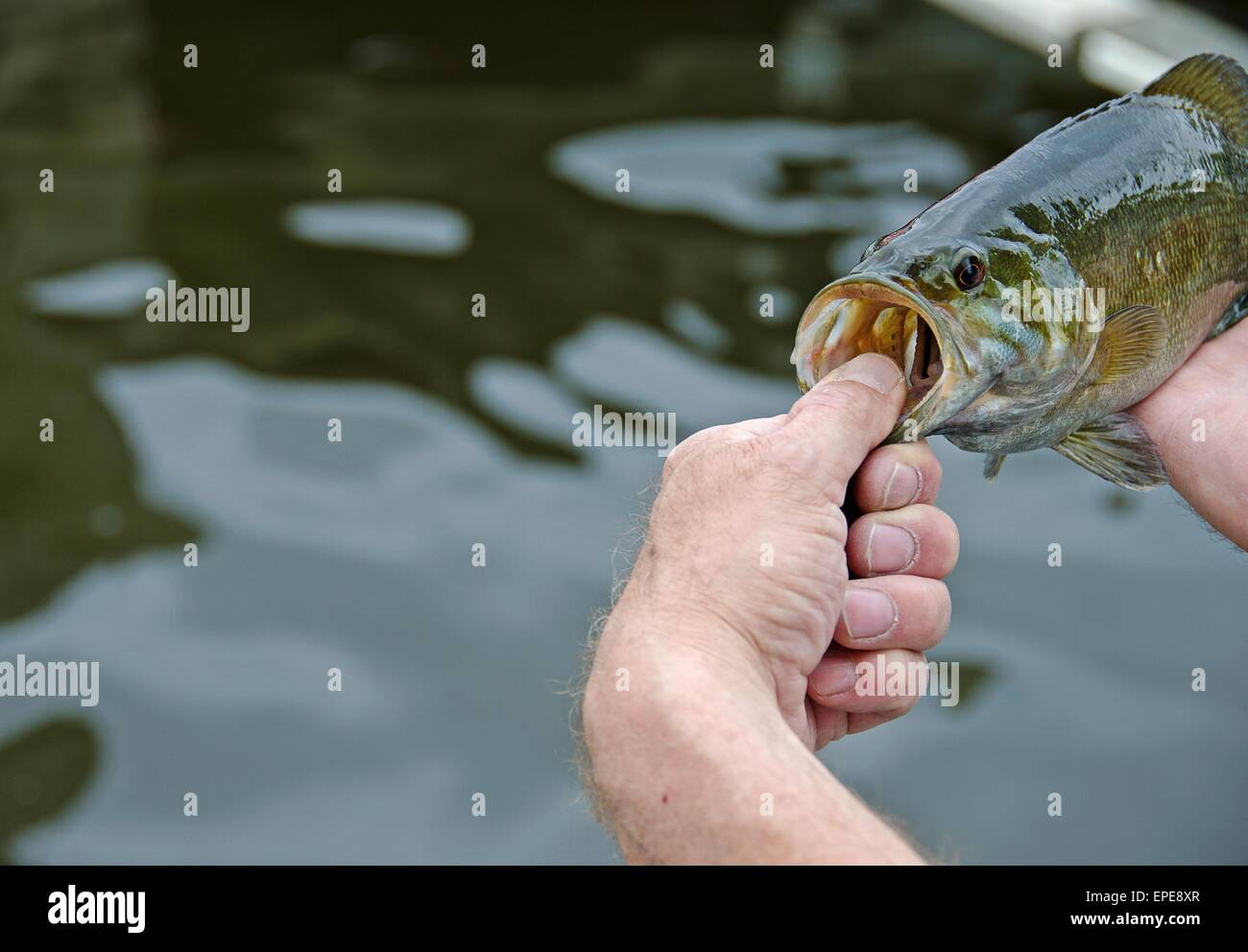 Fisherman tenendo un smallmouth bass. Foto Stock