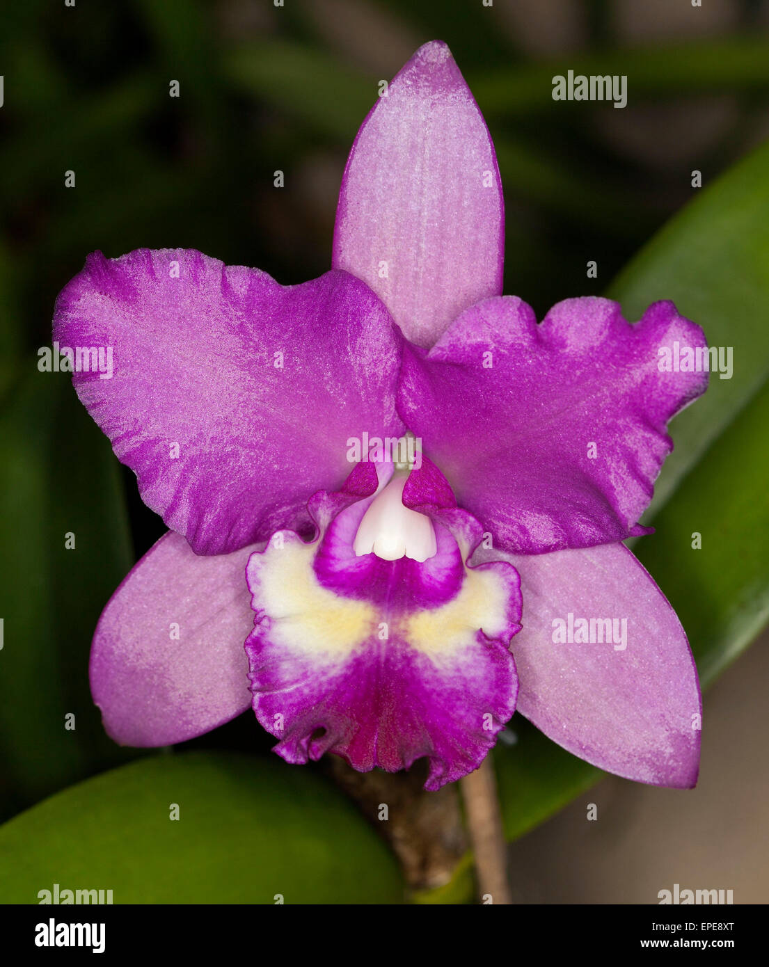 Spettacolare vividi fiori viola di Cattleya orchid cultivar Narooma x inganno goccia "Rame e spot' su sfondo verde scuro Foto Stock