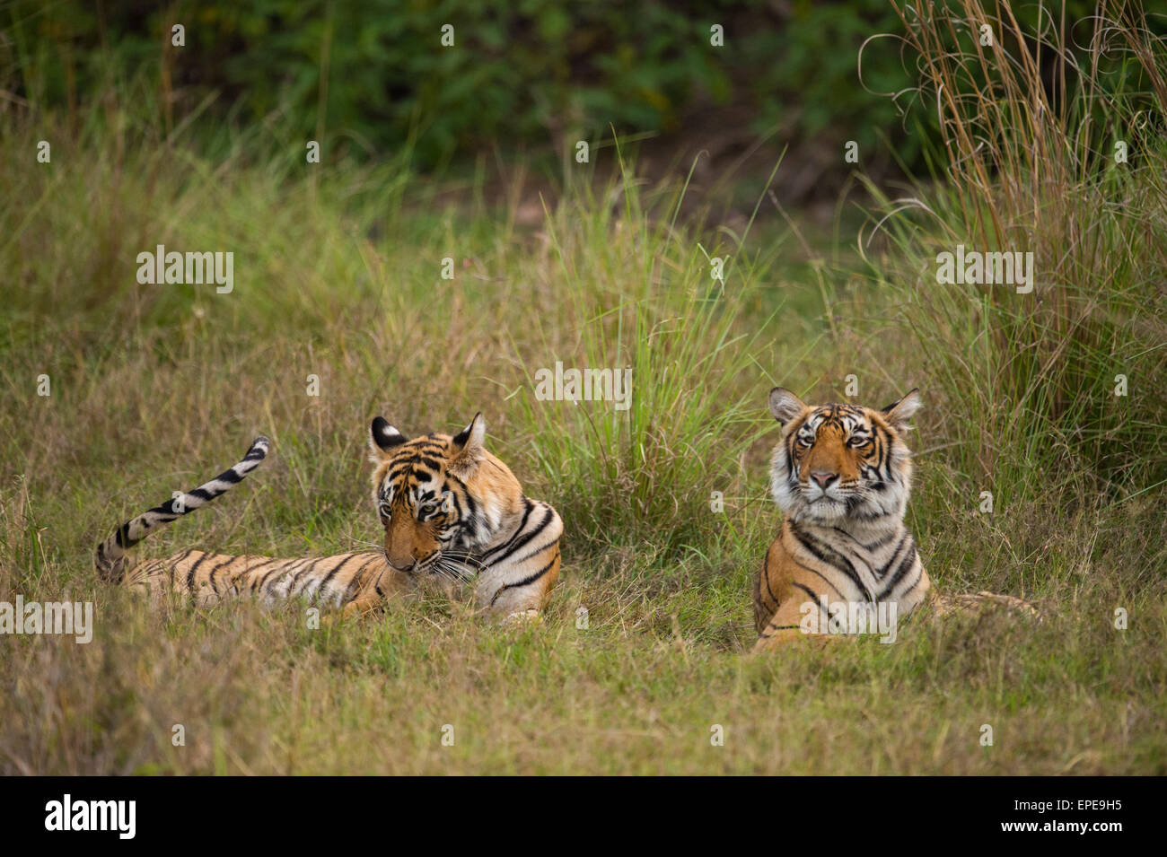 Due capretti selvatici le tigri del Bengala, fratelli, nella foresta di Ranthambhore national park Foto Stock