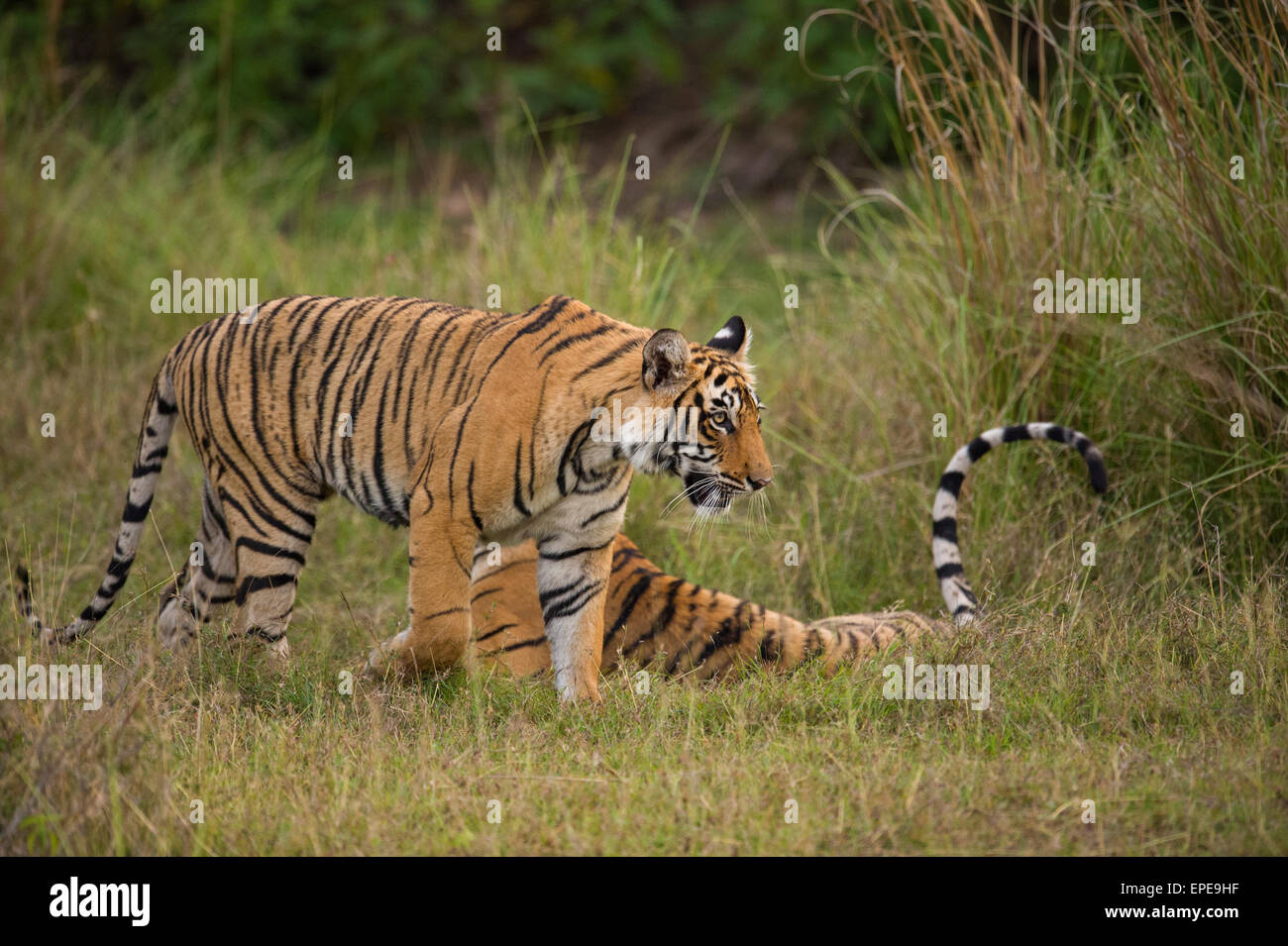 Due capretti selvatici le tigri del Bengala, fratelli, nella foresta di Ranthambhore national park Foto Stock