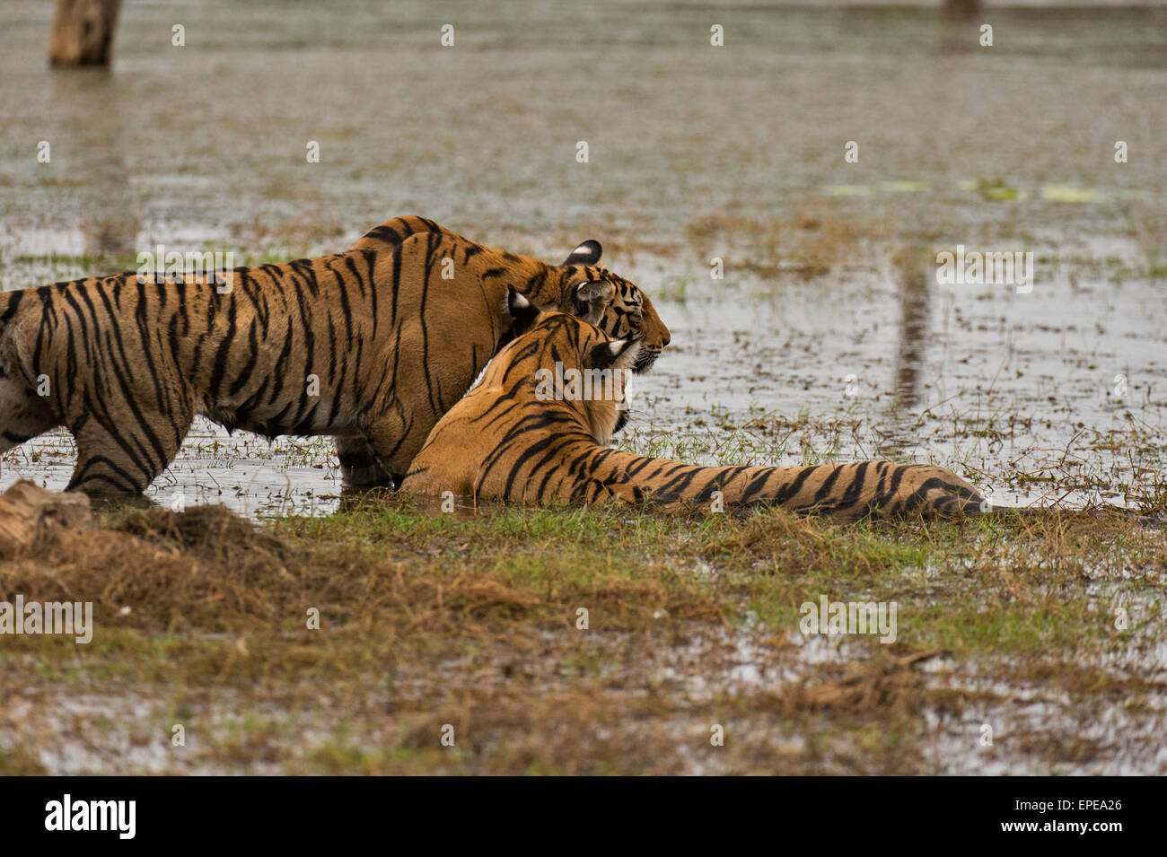 Wild madre e giovani adulti sub Tiger nuzzling ogni altro vicino le acque di un lago in Ranthambhore parco nazionale dell'India Foto Stock