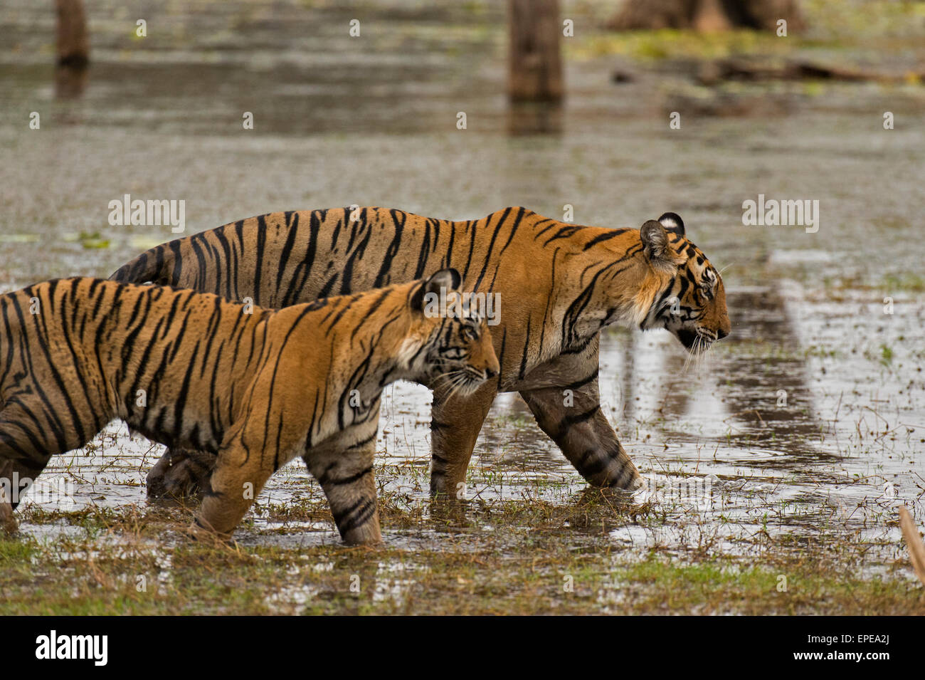Wild madre e giovani adulti sub Tiger passeggiate nei pressi di acque di un lago in Ranthambhore parco nazionale dell'India Foto Stock