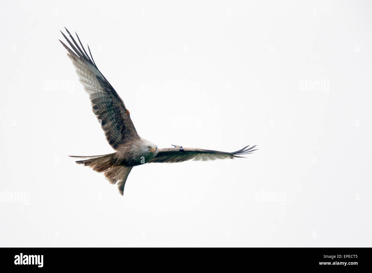 Nibbio reale in volo, un leucistic, wing-tagged singoli, Rhayader, Wales, Regno Unito. Foto Stock