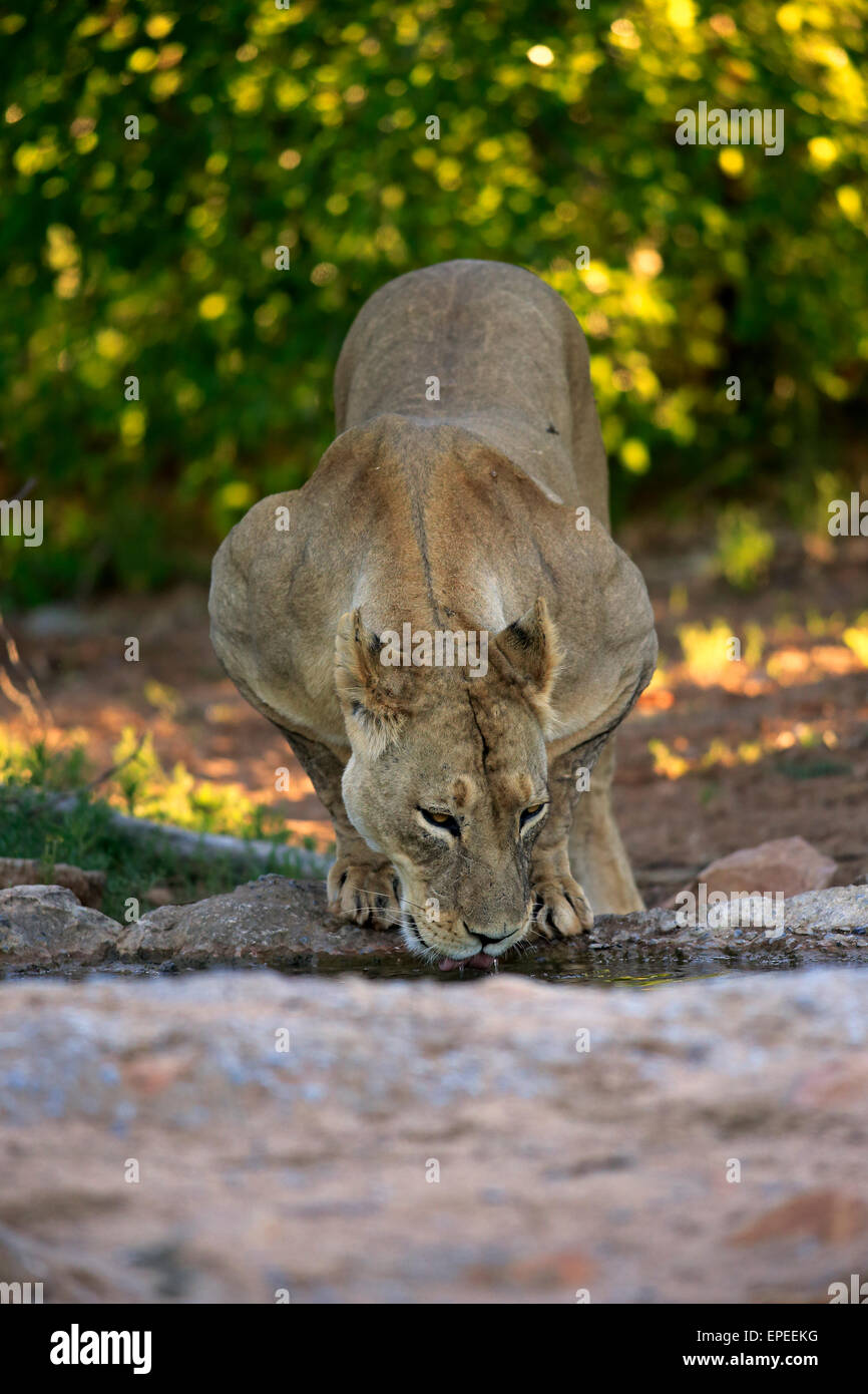 Leonessa (Panthera leo), bere, Tswalu Game Reserve, Deserto Kalahari, Capo Nord, Sud Africa Foto Stock
