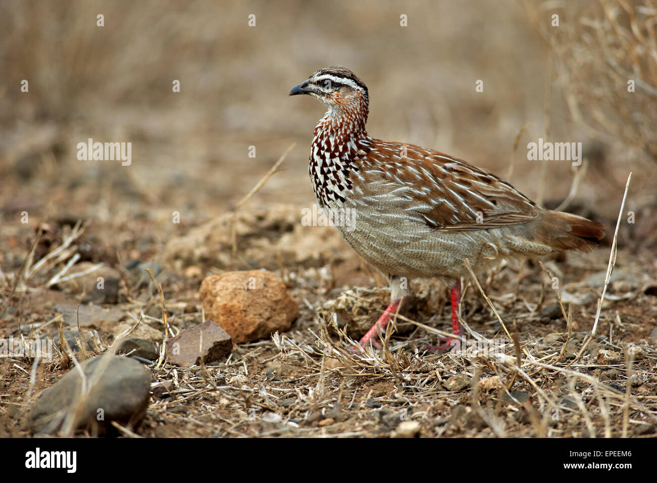 Crested Francolin (Francolinus sephaena), Adulto, Kruger National Park, Sud Africa Foto Stock