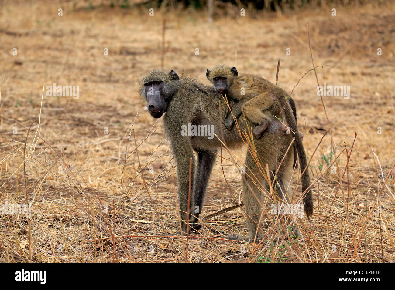 Chacma Baboon (Papio ursinus), femmina con i giovani, il Parco Nazionale Kruger, Sud Africa Foto Stock