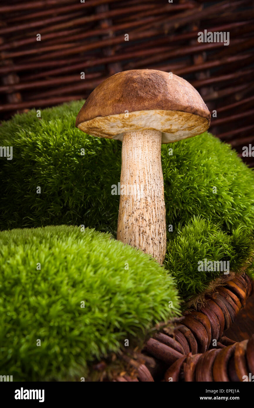 Raccolta dei funghi. Unico fungo con moss in mobilia di legno marrone dello sfondo. Raccolta funghi di stagione. Foto Stock