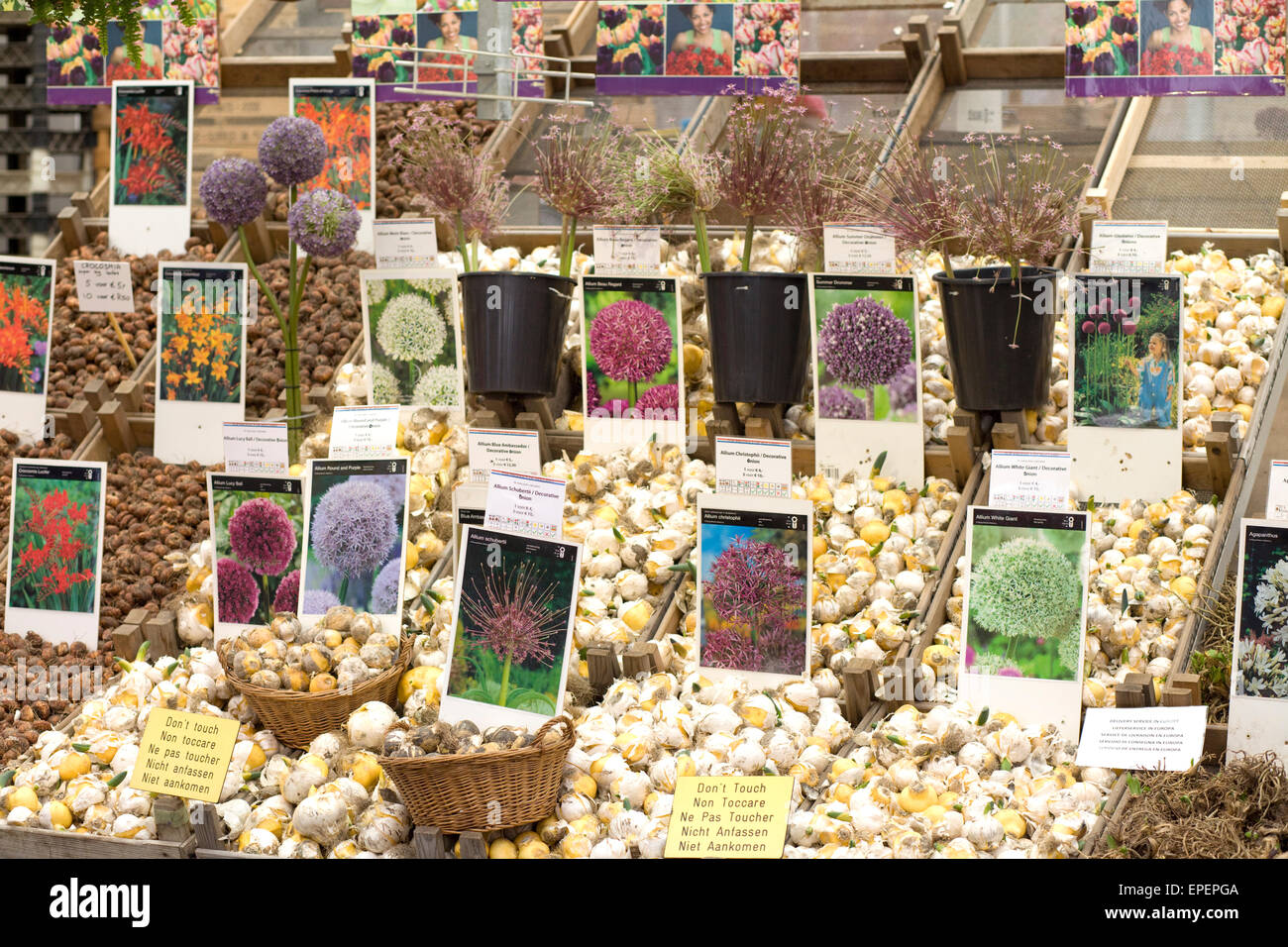 Assortimento di bulbi da fiore in vendita su un mercato olandese in stallo Foto Stock