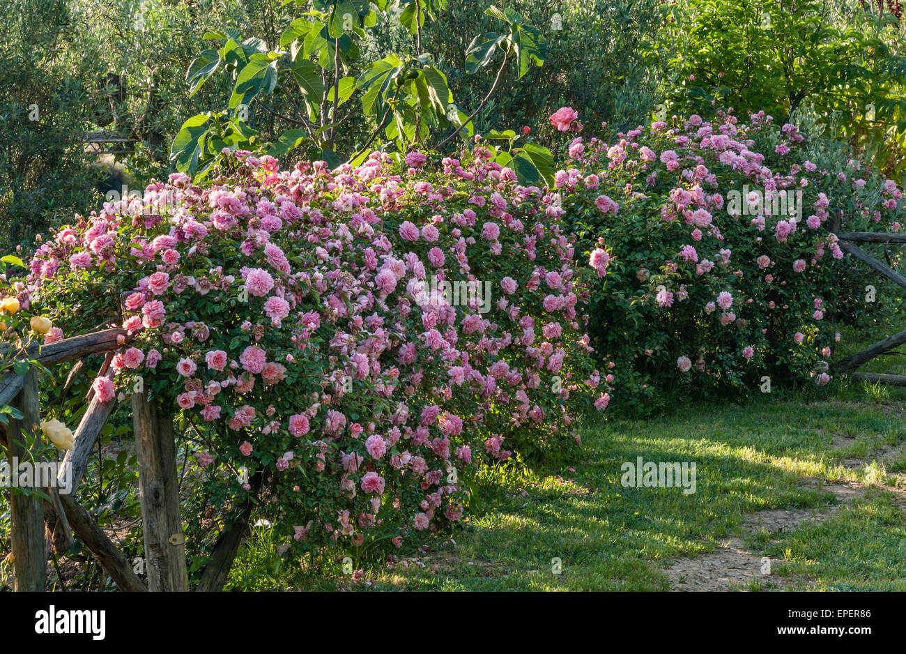 Rosa "Paul Transon' e artemisia cresciuto come una siepe in un giardino di campagna in Toscana, Italia Foto Stock