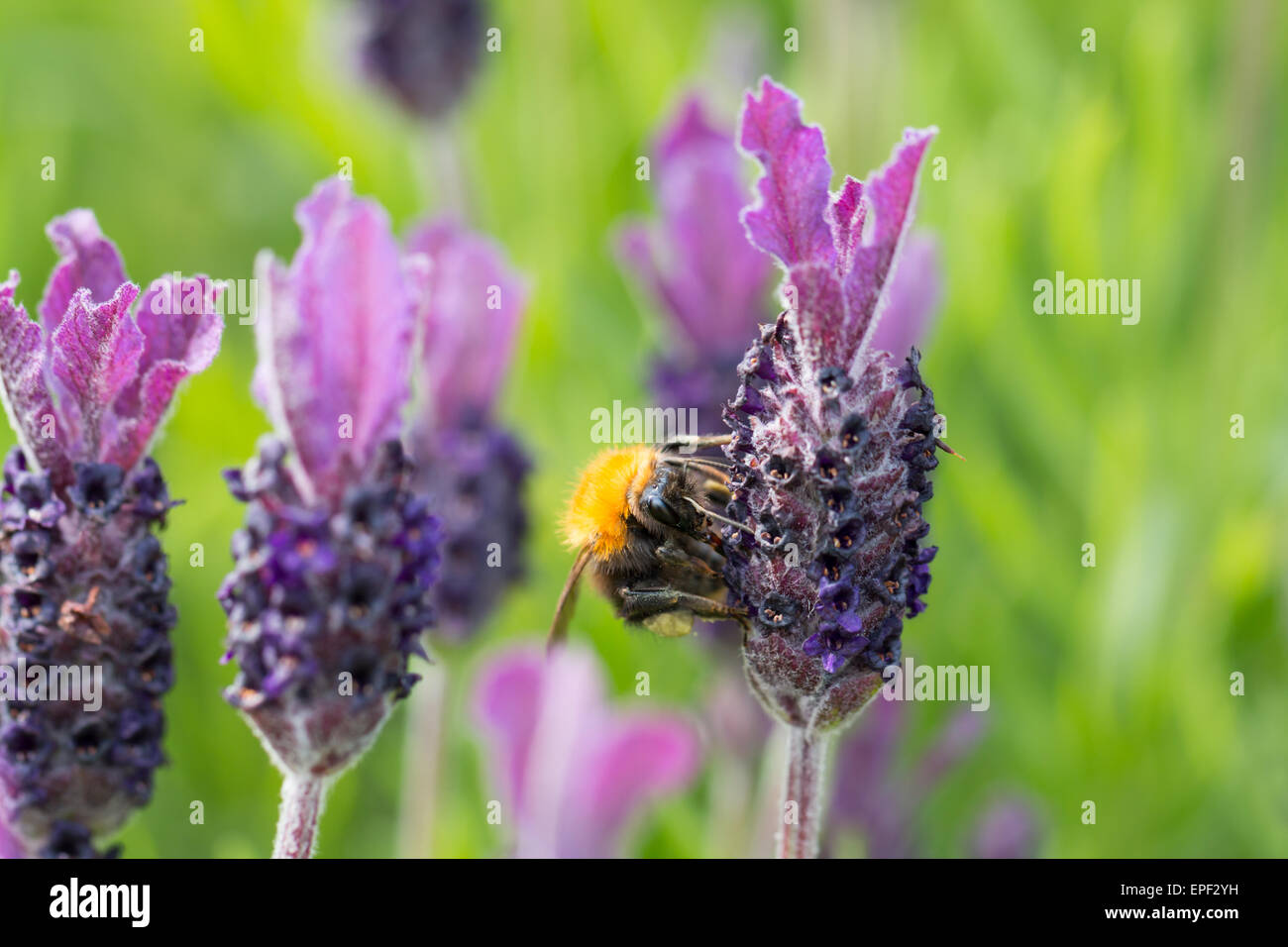 Bumblebee su i fiori di lavanda in dettaglio macro Foto Stock
