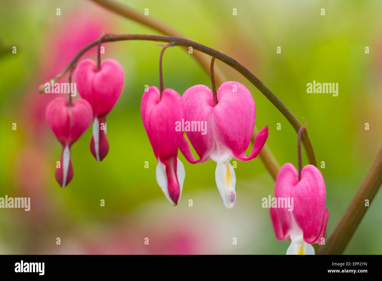 Foto macro di cuore a forma di fiore rosa blossoms Foto Stock