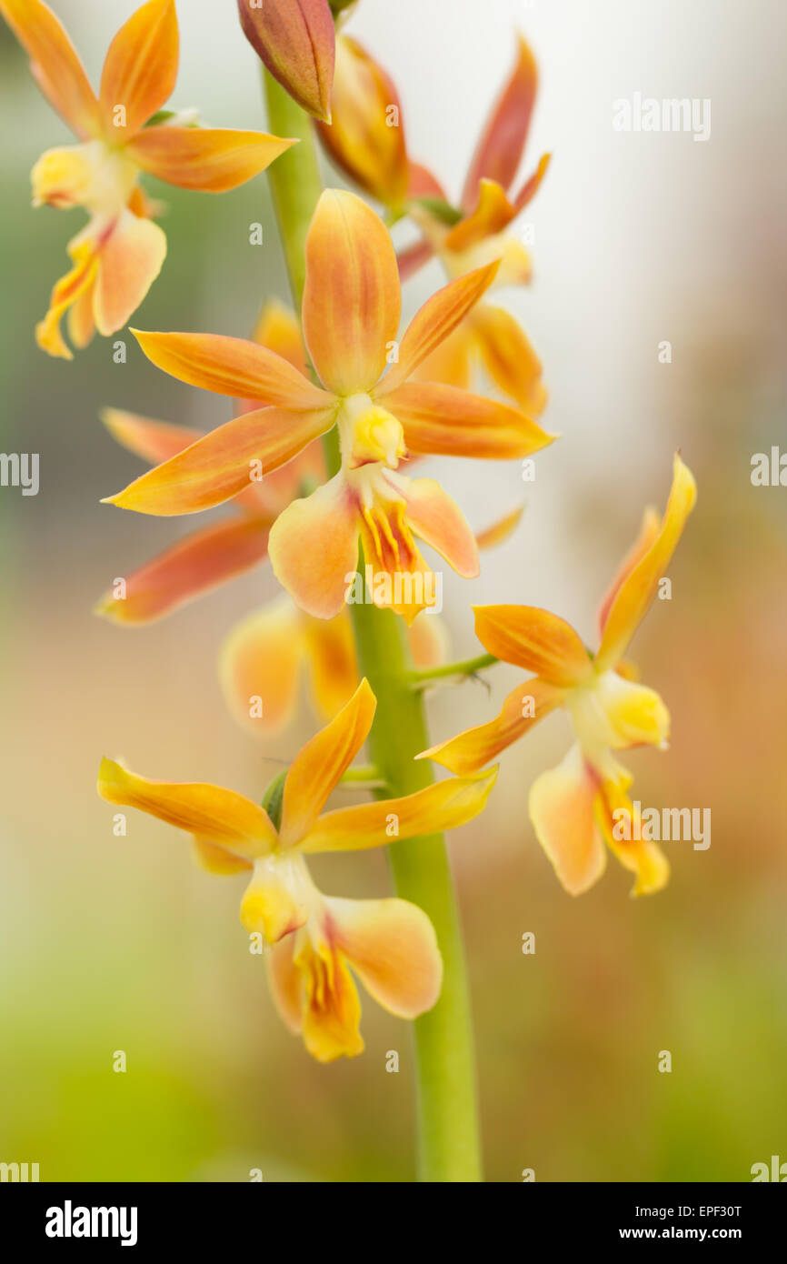 Fiori di orchidea in dettaglio macro Foto Stock