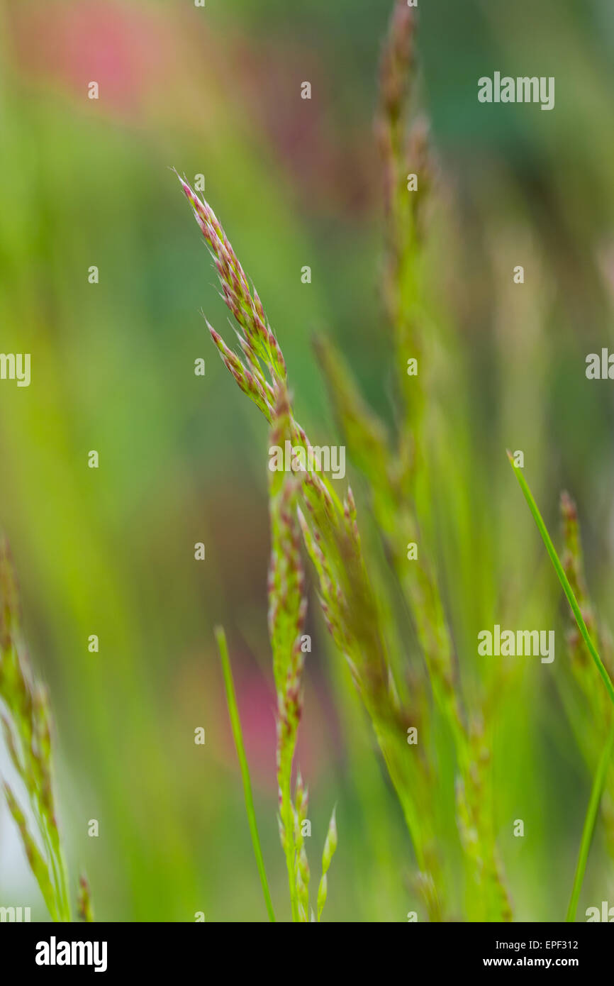 Foto macro di gambi di erba in composizione verticale, la bassa profondità della messa a fuoco Foto Stock