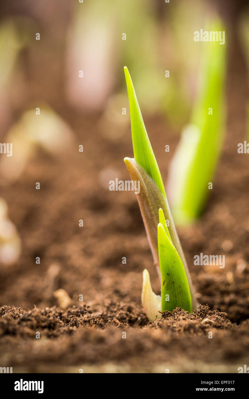 Giovane pianta che cresce dal seme, la bassa profondità della messa a fuoco Foto Stock