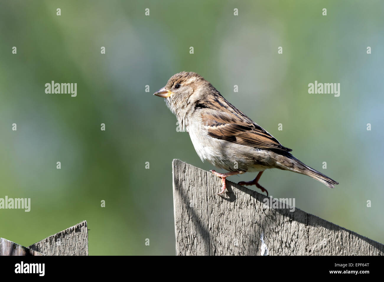 Casa passero (Passer domesticus) è un uccello del passero famiglia Passeridae, trovato in più parti del mondo. Foto Stock