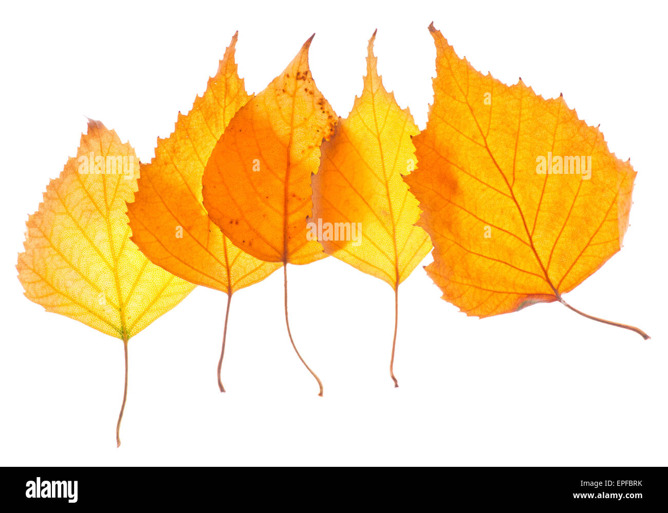 Giallo Betulla foglie isolato su bianco Foto Stock