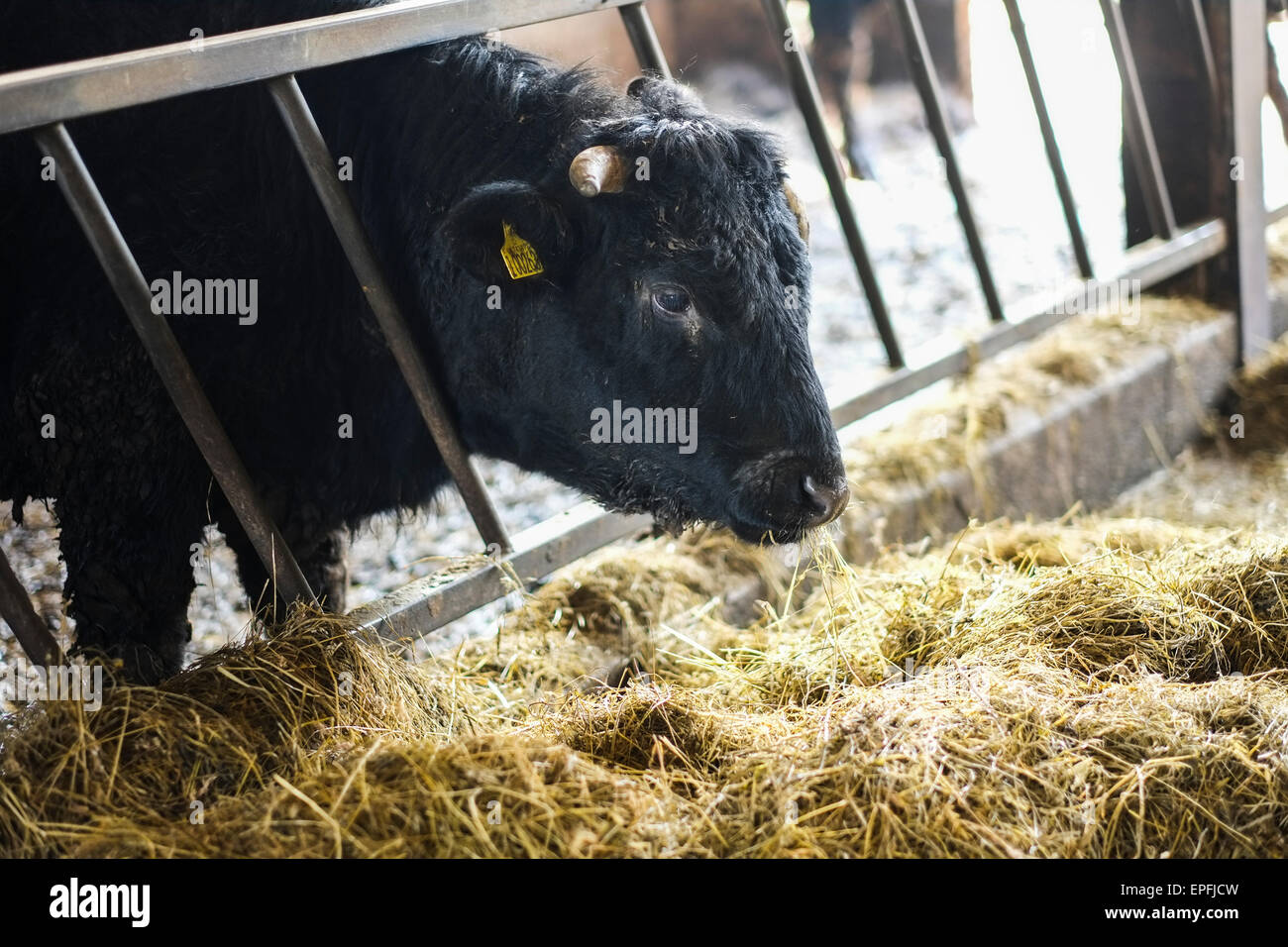 Agricoltura UK: di razza pura allevati organicamente welsh mucca nera mangiare fieno in una stalla, Wales UK Foto Stock