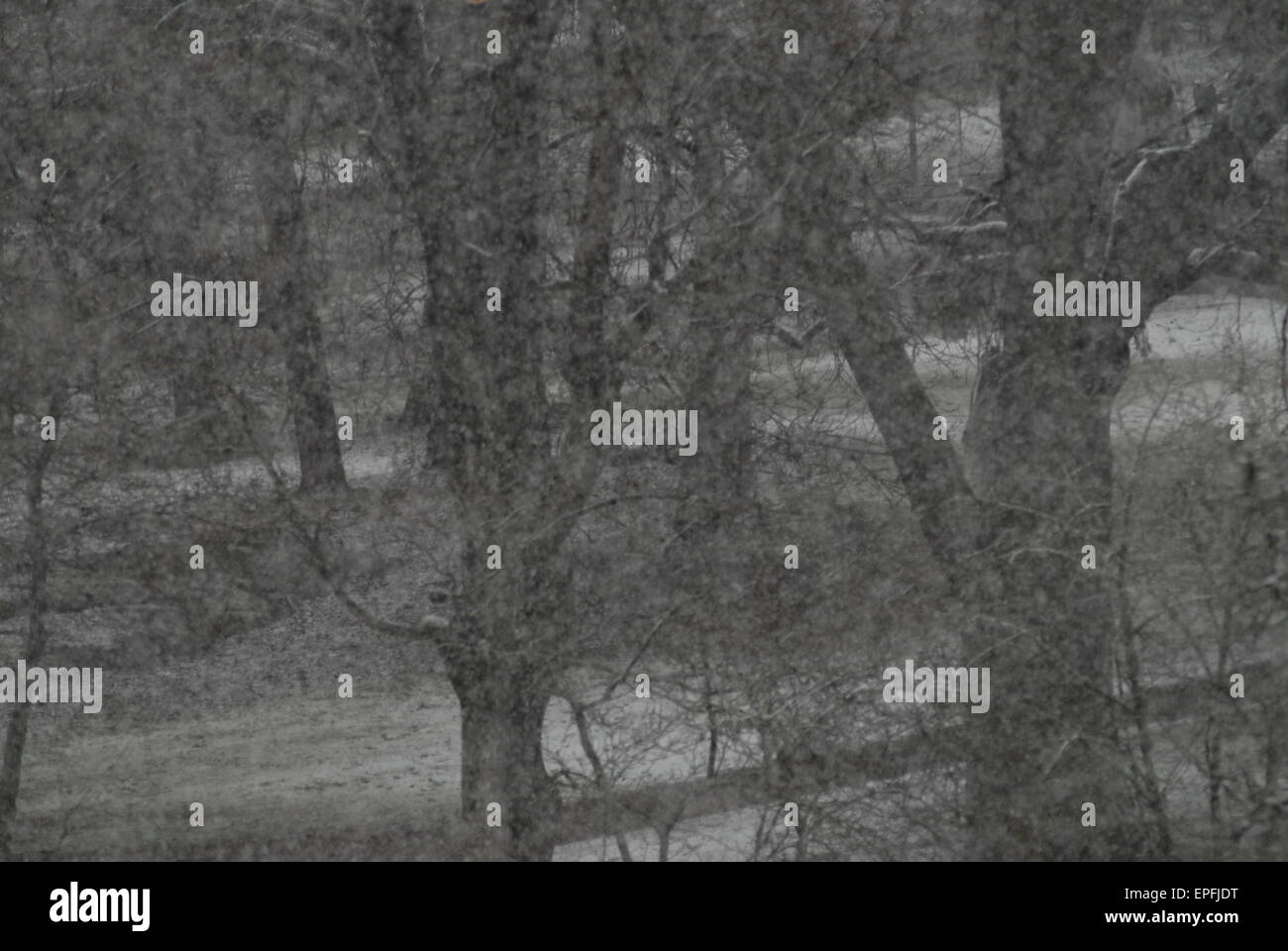 Nevicata nel parco. Foto Stock