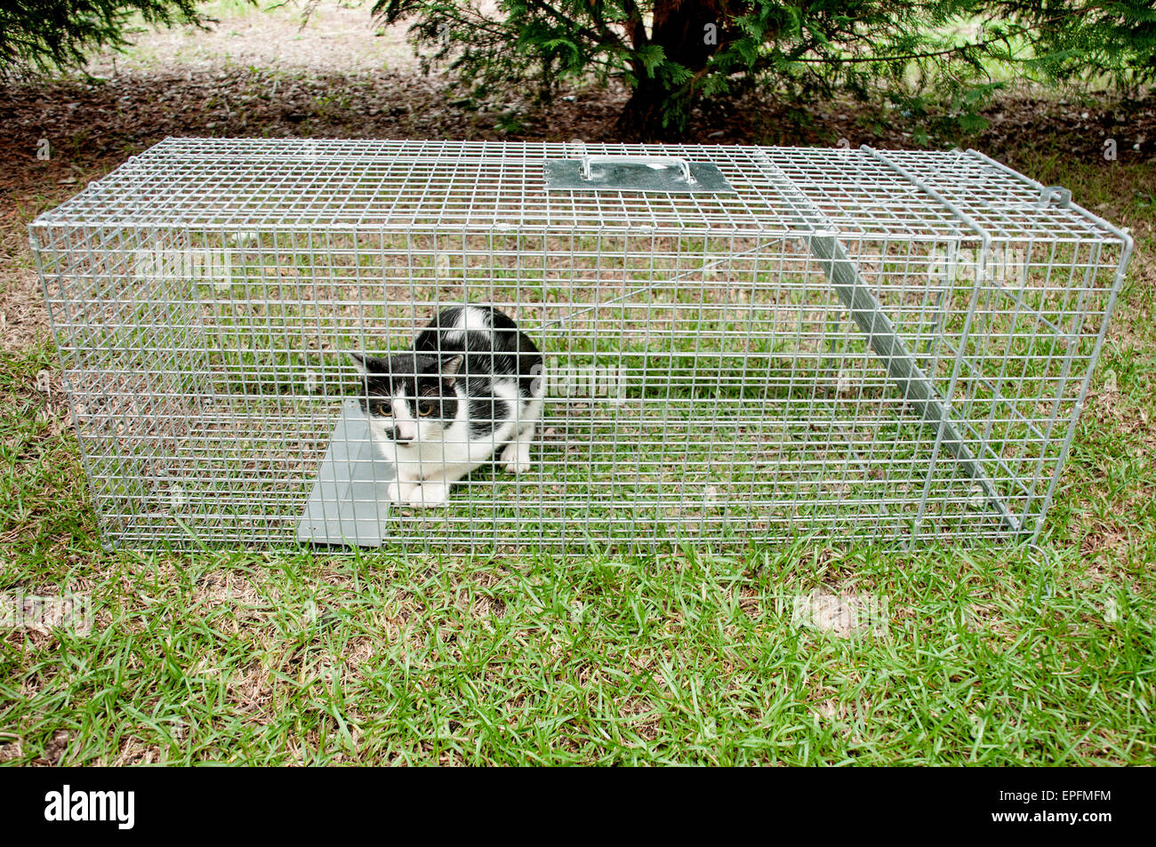 Trappola per gatti immagini e fotografie stock ad alta risoluzione