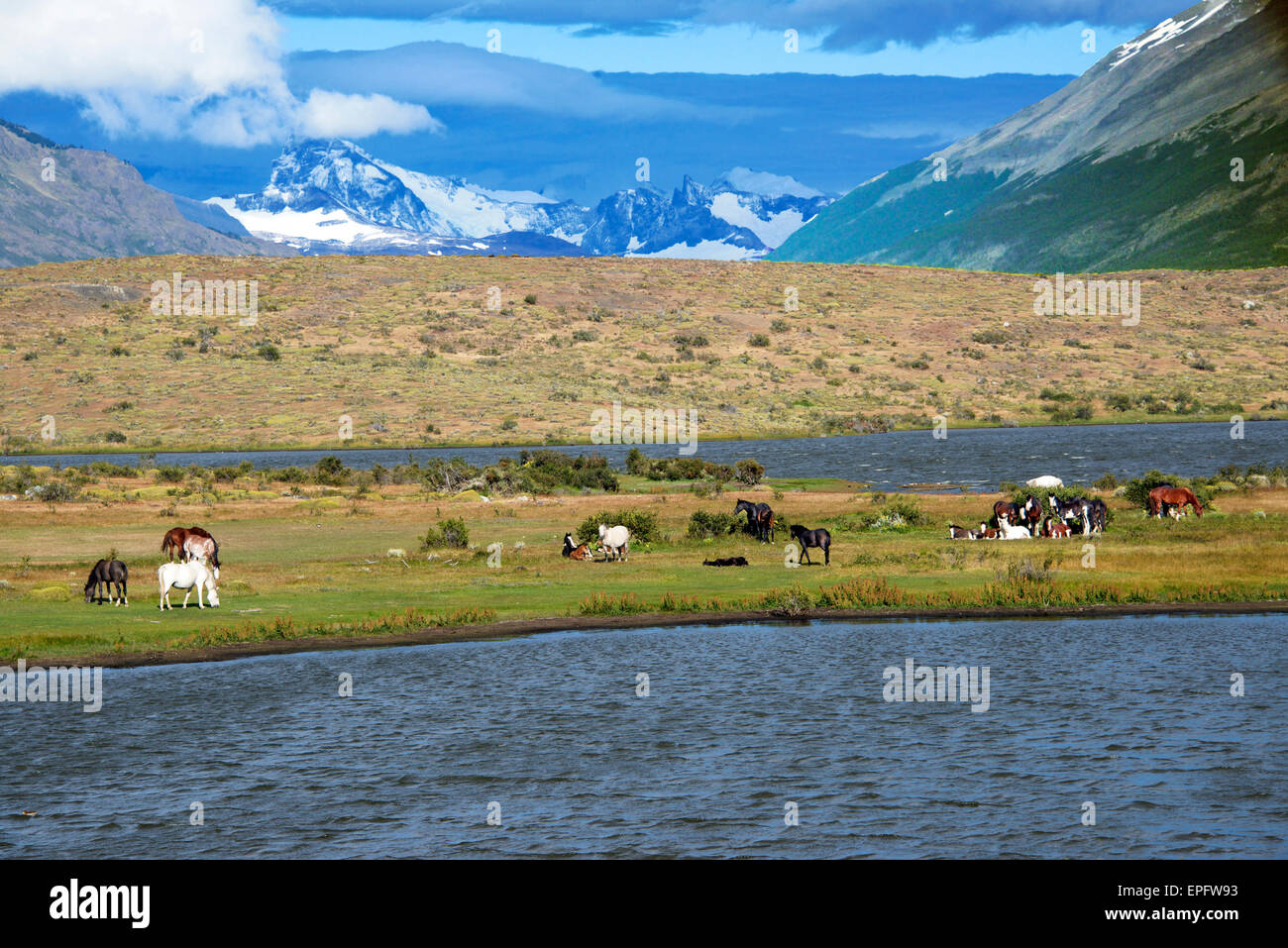 Cavalli selvaggi Patagonia Argentina Foto Stock
