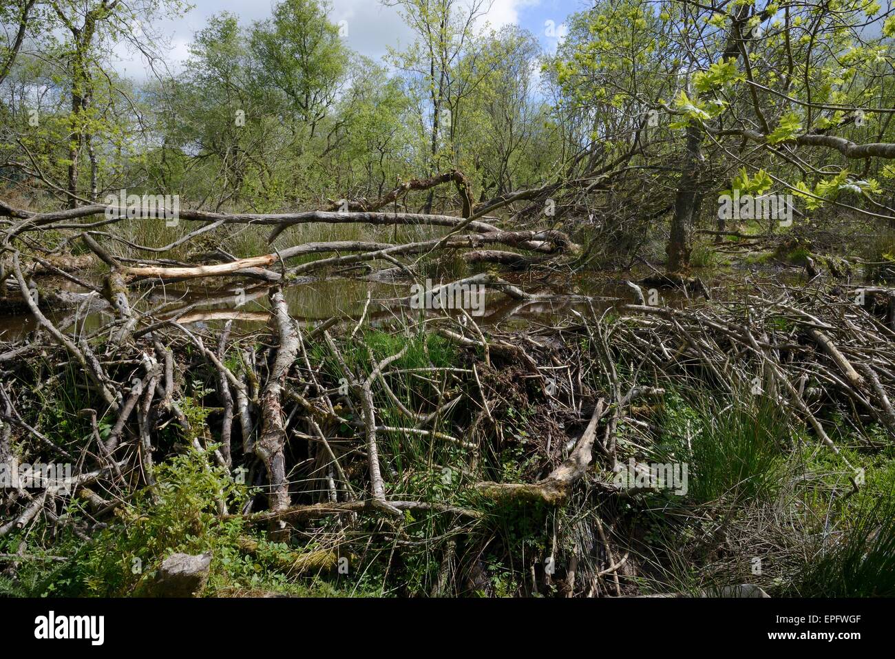 Eurasian castoro (Castor fiber) dam all interno di un grande contenitore di bosco, Devon Beaver Progetto, Devon Wildlife Trust, Devon, Regno Unito, maggio Foto Stock