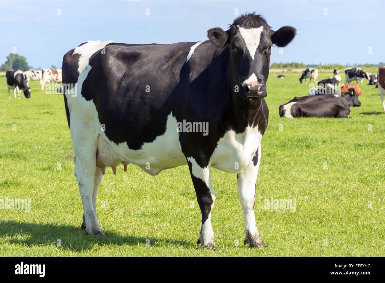 Bianco e nero vacche su terreni agricoli Foto Stock