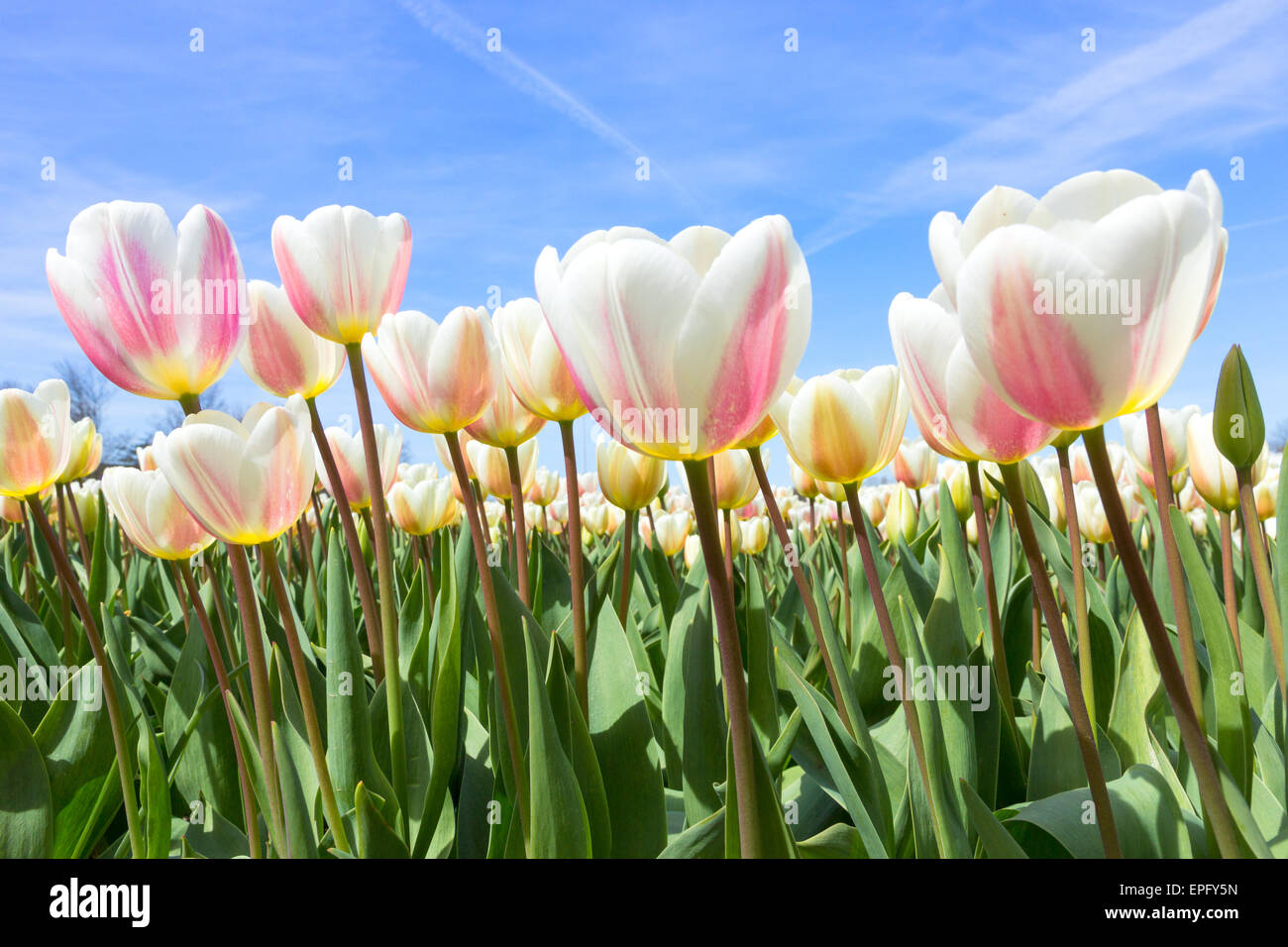 Campo di tulipani durante la primavera in Olanda. Foto Stock