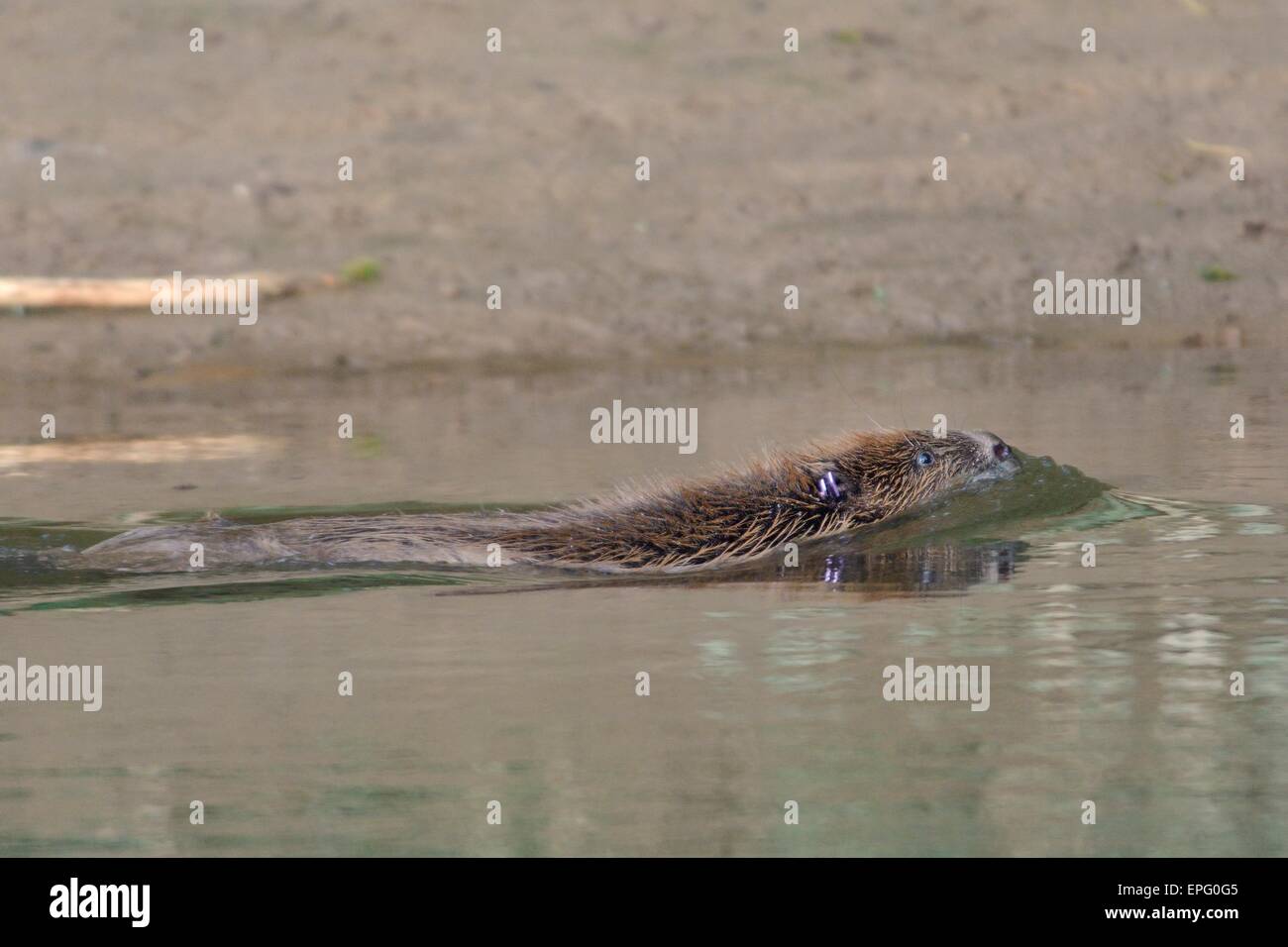 Eurasian castoro (Castor fiber) nuotare nel fiume Otter dopo essere stato verificato per malattie e rilasciato torna al suo territorio. Foto Stock