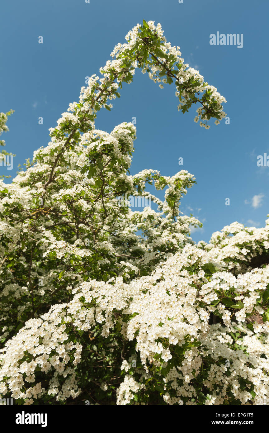 Abbondante Biancospino primavera sbocciano i fiori su albero maturo Crategus monogyna Foto Stock