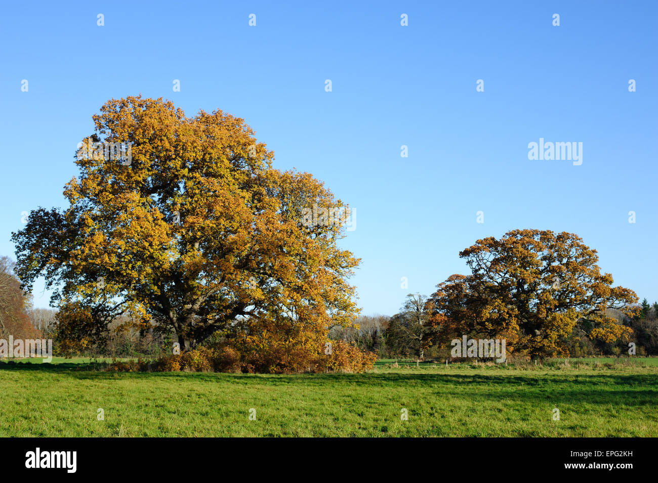 Bella stagione autunnale nel Parco Foto Stock