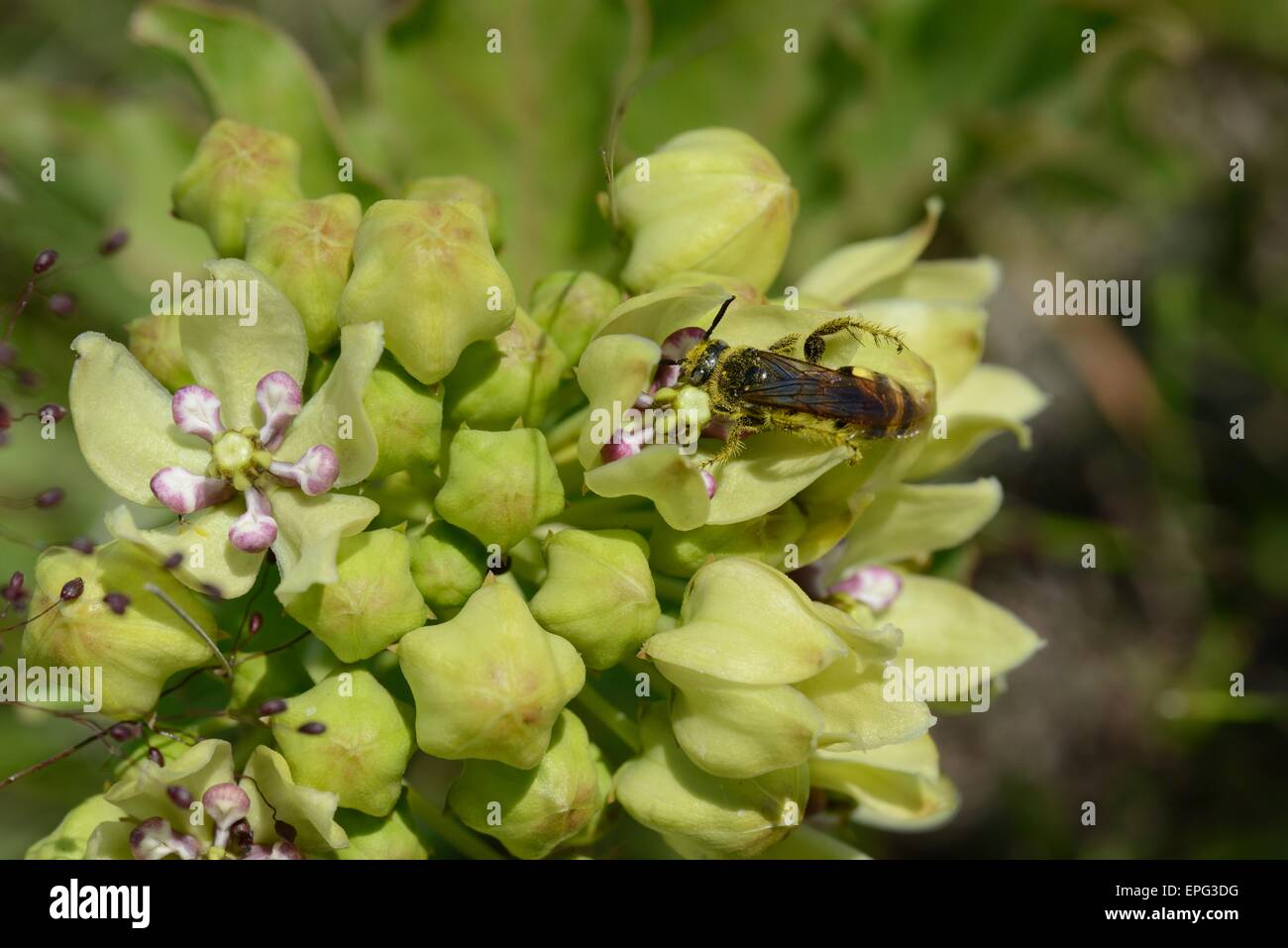 impianto ospite della monarch Foto Stock