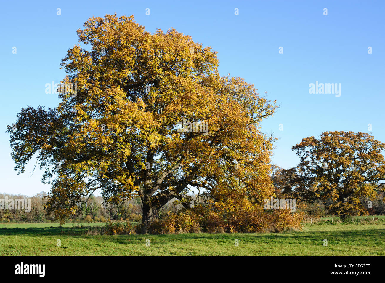 Bella stagione autunnale nel Parco Foto Stock