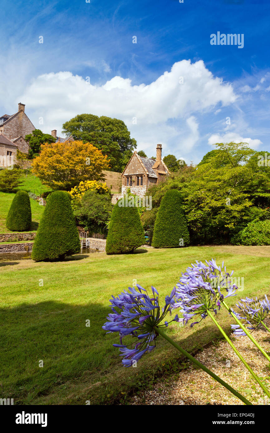 Agapanthus fiori nei confini del giardino inferiore a casa Mapperton, nr Beaminster, Dorset, England, Regno Unito Foto Stock